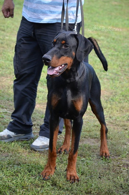 Dobergaarden Forever TomTom